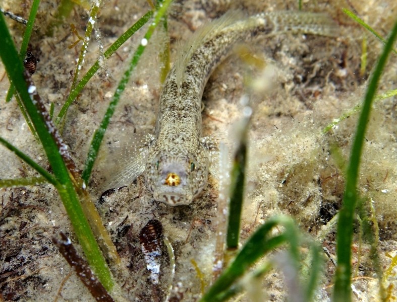 Gobius couchi... a carnevale?